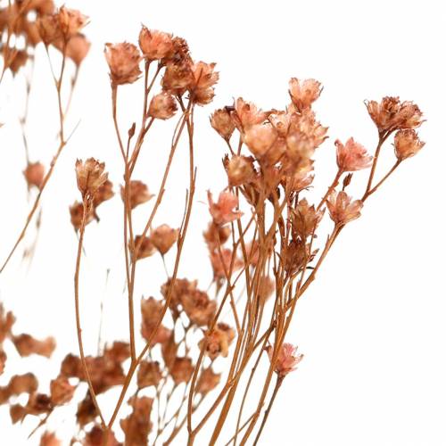 Floristik24 Džiovintų gėlių šluota Bloom Brown 170g