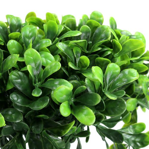 Floristik24 Buksmedžio šaka žalia L20cm 12vnt