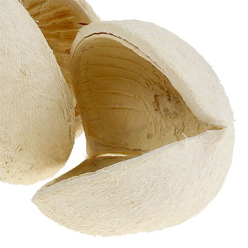 daiktų Budos riešutas balintas 10 vnt