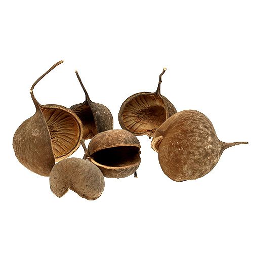 Floristik24 Budos riešutas Natural 15 vnt