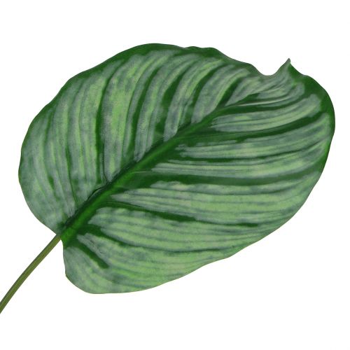 Floristik24 Dekoratyvinis lapas, Calathea lapas 6vnt