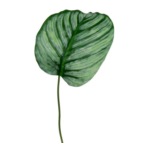 Floristik24 Dekoratyvinis lapas, Calathea lapas 6vnt