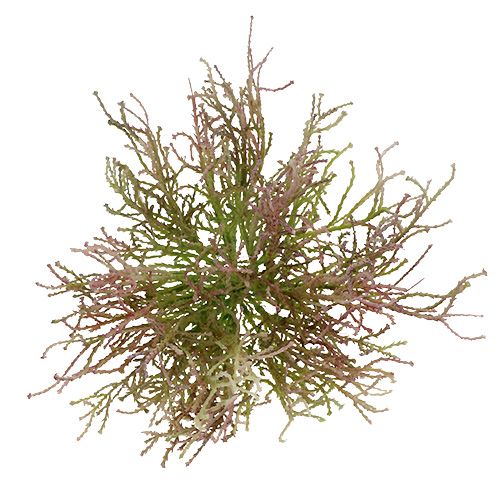 Floristik24 Calocephalus Rožinė/Žalia 21,5cm