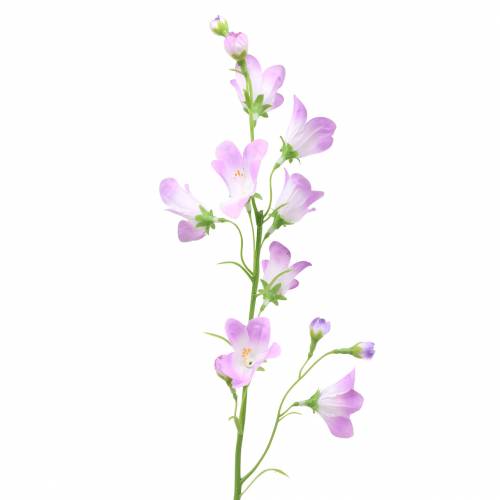 Floristik24 Dirbtinė varpinė kampanėlė violetinė balta 66cm