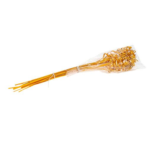 Floristik24 Cane Spring mini aukso geltonumo 25 vnt