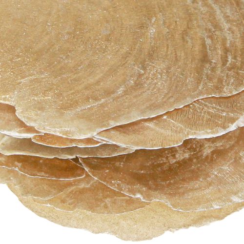 daiktų Capiz diskai natūralaus aukso lukštais 60 vnt