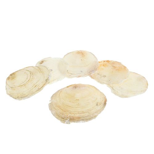 Floristik24 Capiz midijos 500g