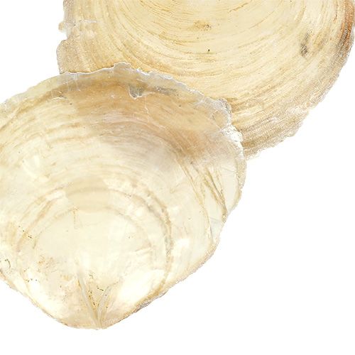 Floristik24 Capiz midijos 500g