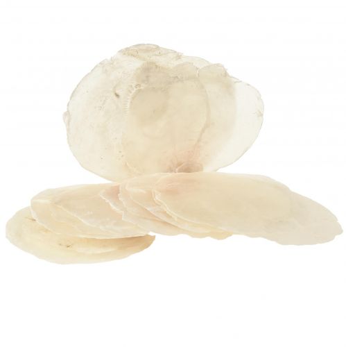 Floristik24 Capiz lukštai Capiz griežinėliai perlamutro griežinėliai natūralūs 7,5–9,5 cm 300 g