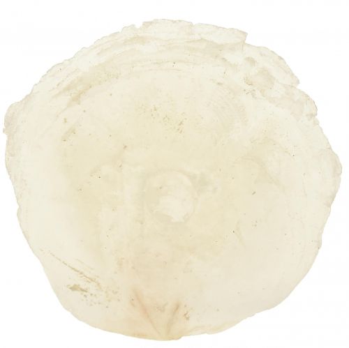 daiktų Capiz lukštai Capiz griežinėliai perlamutro griežinėliai natūralūs 7,5–9,5 cm 300 g