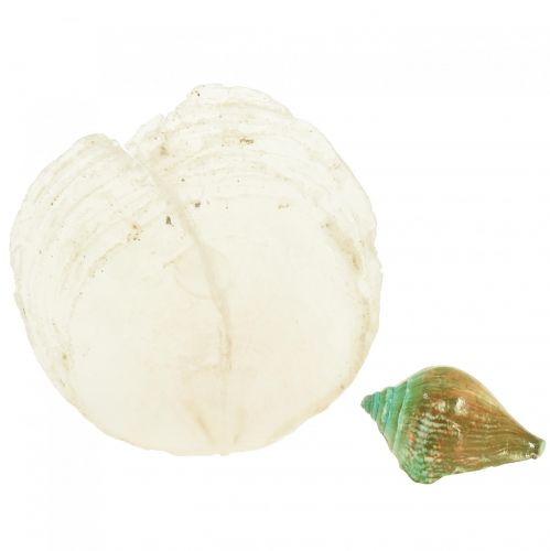 Floristik24 Capiz perlamutro kriauklė perlamutro griežinėliai jūrinės sraigės kriauklė žalia 3,5–9,5 cm 750g