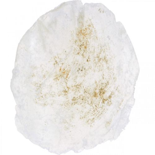 Floristik24 Jūrinis, Capiz kriauklės 5-10cm, perlamutrinis, natūralūs daiktai 1kg
