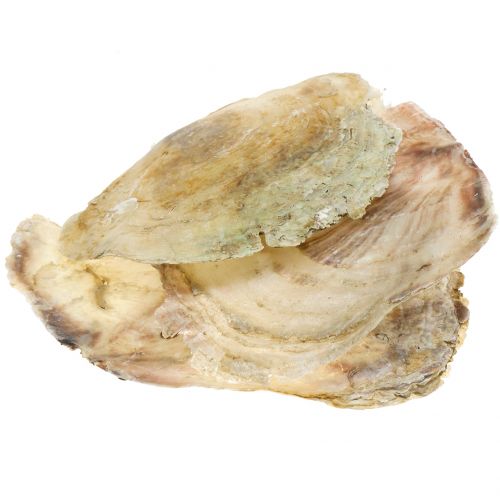 Floristik24 Capiz lukštai natūralūs 10cm – 14cm 1kg