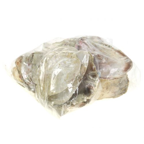 Floristik24 Capiz lukštai natūralūs 10cm – 14cm 1kg