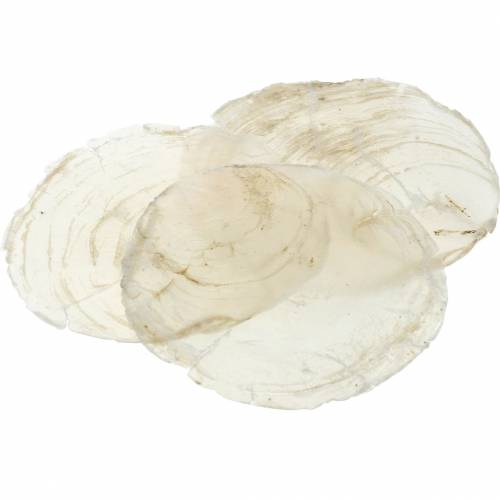 Floristik24 Capiz midijos 250g