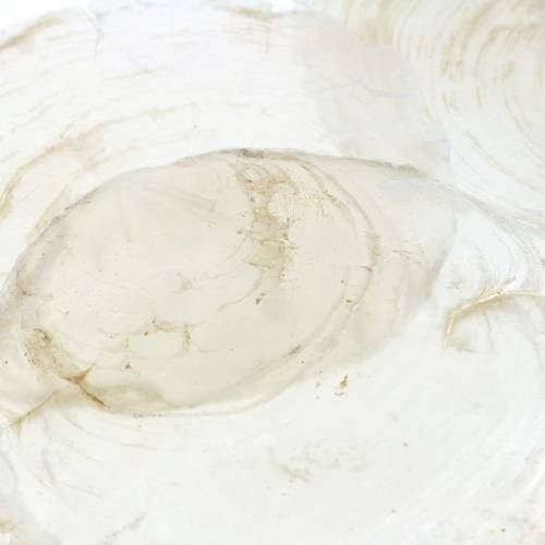 Floristik24 Capiz midijos 250g