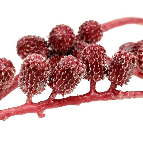 Floristik24 Casurina kūgiai raudoni, vaškuoti 110g