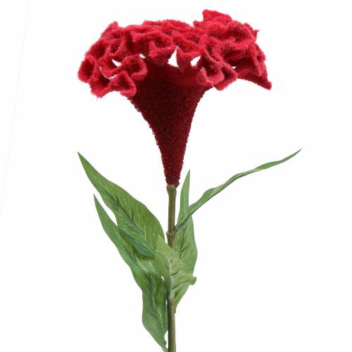 Floristik24 Celosia cristata gaidžio šukė raudona 72cm