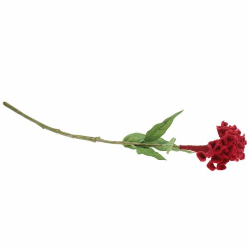 Floristik24 Celosia cristata gaidžio šukė raudona 72cm