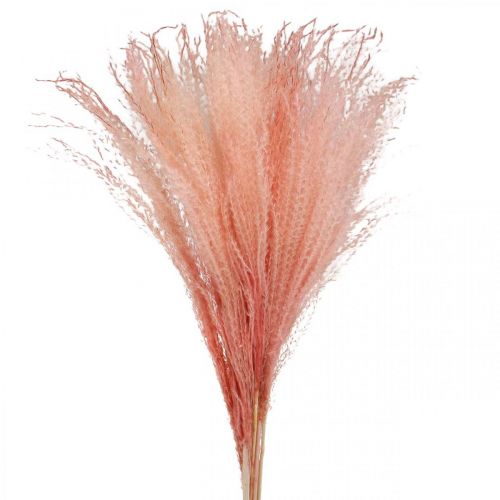 daiktų Kininė nendrė šviesiai rausva sausa žolė Miscanthus H75cm 10 vnt