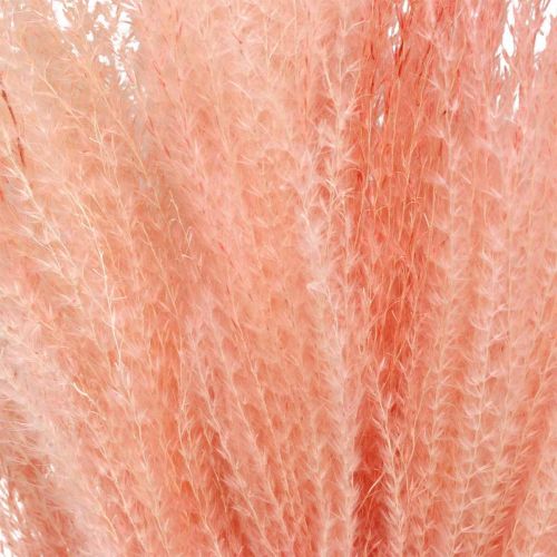 daiktų Kininė nendrė šviesiai rausva sausa žolė Miscanthus H75cm 10 vnt