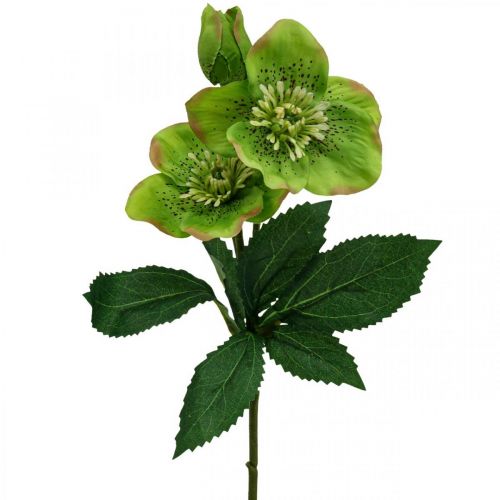 Floristik24 Kalėdinė rožė Gavėnios rožė hellebore dirbtinės gėlės žalia L34cm 4 vnt