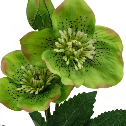 daiktų Kalėdinė rožė Lenten rose Dirbtinės gėlės Hellebore žalia L34cm 4vnt