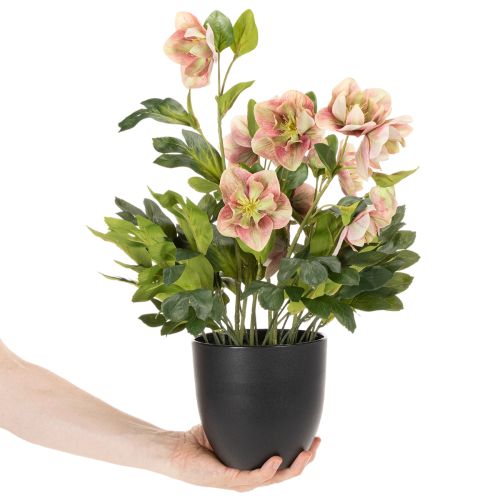 Dirbtinis eleboras vazoninis augalas, kalėdinė rožė, namų dekoravimui, 50 cm | Floristik24.lt