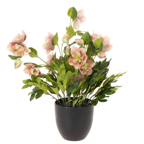 Dirbtinis eleboras vazoninis augalas, kalėdinė rožė, namų dekoravimui, 50 cm | Floristik24.lt