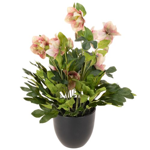 Dirbtinis eleboras vazoninis augalas, kalėdinė rožė, namų dekoravimui, 50 cm | Floristik24.lt