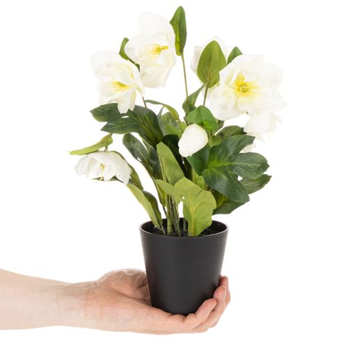 Dirbtinė kalėdinė rožė, vazoninis augalas, stalo dekoracija, 34 cm | Floristik24.lt