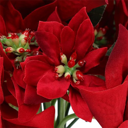 Floristik24 Kalėdų žvaigždė raudona kekėje Ø18cm L30cm