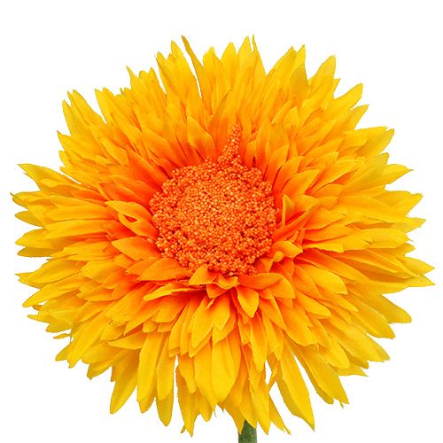 Floristik24 Chrizantema meškiukas 63cm auksinis geltonas