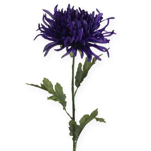 Floristik24 Violetinė chrizantema 74cm