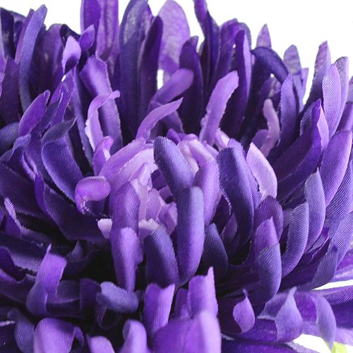 Floristik24 Violetinė chrizantema 74cm