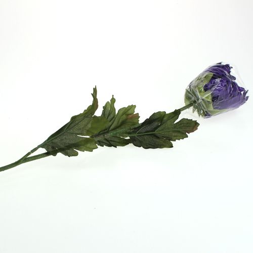 Floristik24 Violetinė chrizantema 74cm