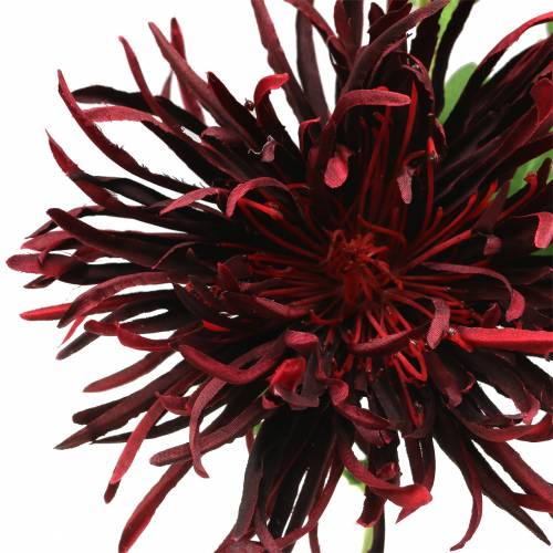 Floristik24 Chrizantema Tamsiai Raudona 73cm