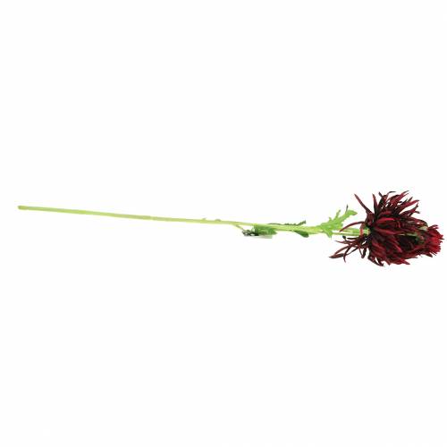Floristik24 Chrizantema Tamsiai Raudona 73cm