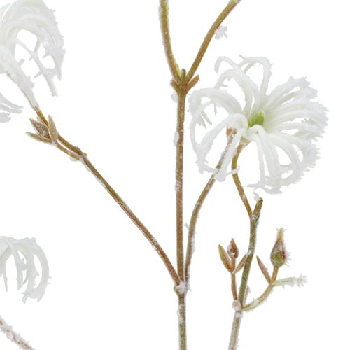 daiktų Clematis šakelė balta flokuota 62cm 3vnt