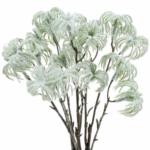 Clematis green su sniegu 43cm 3 vnt