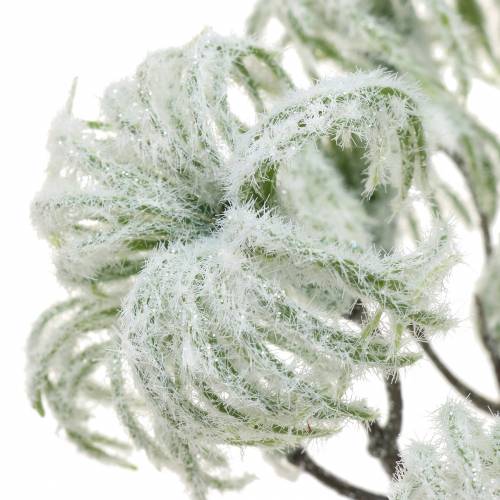 daiktų Clematis green su sniegu 43cm 3 vnt