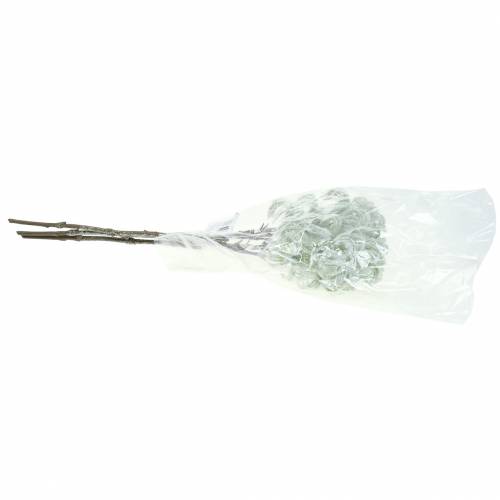 daiktų Clematis green su sniegu 43cm 3 vnt