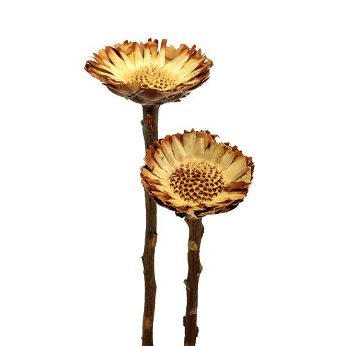 Floristik24 Compacta Rosette Light 50 vnt