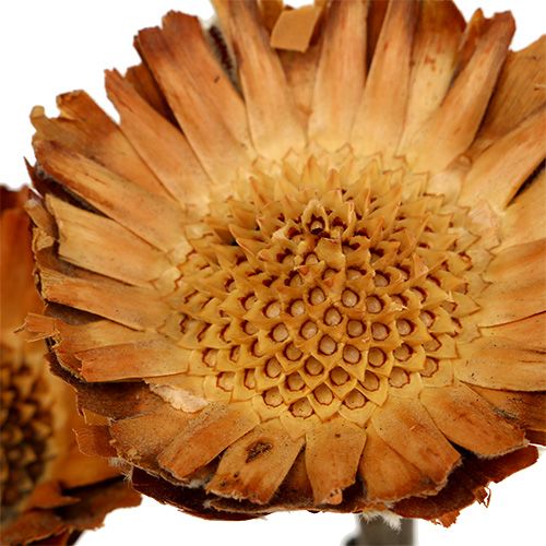 daiktų Compacta Rosette 100 vnt