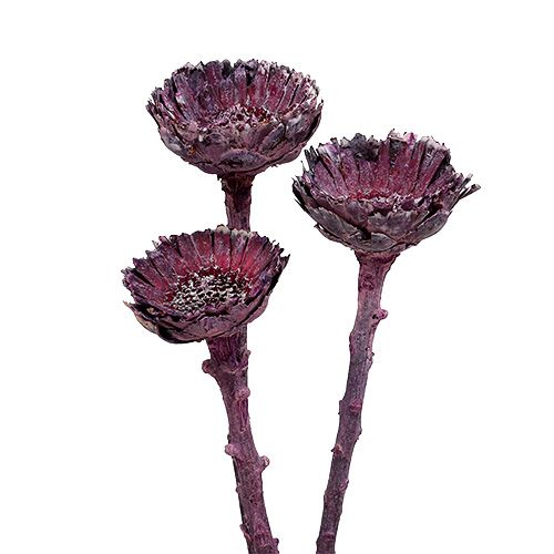 daiktų Compacta Rosette Frosted Blackberry 20 vnt