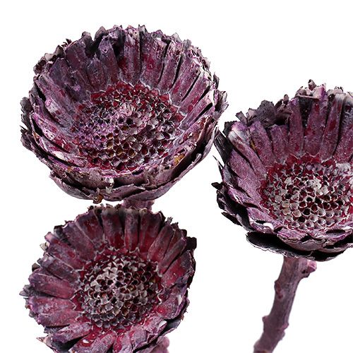 daiktų Compacta Rosette Frosted Blackberry 20 vnt
