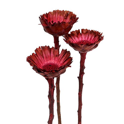 Floristik24 Compacta Rosette Erika 40 vnt