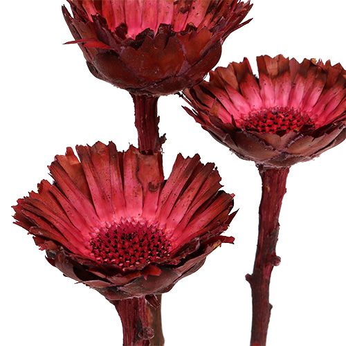 daiktų Compacta Rosette Erika 40 vnt