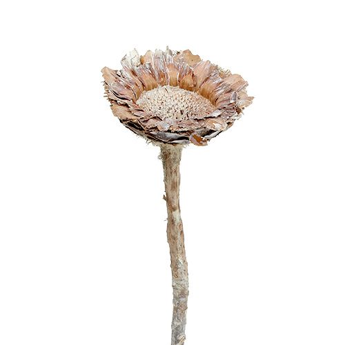 Floristik24 Coronata Rosette 25 vnt
