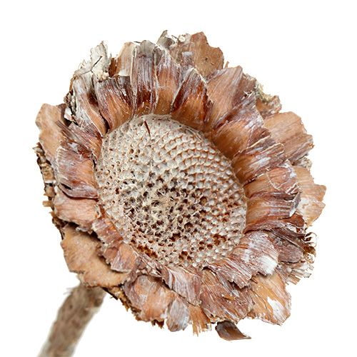 Floristik24 Coronata Rosette 25 vnt